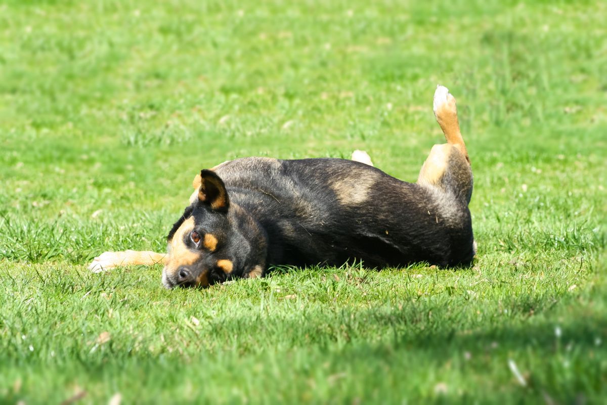 Food Allergies vs. Environmental Allergies in Dogs