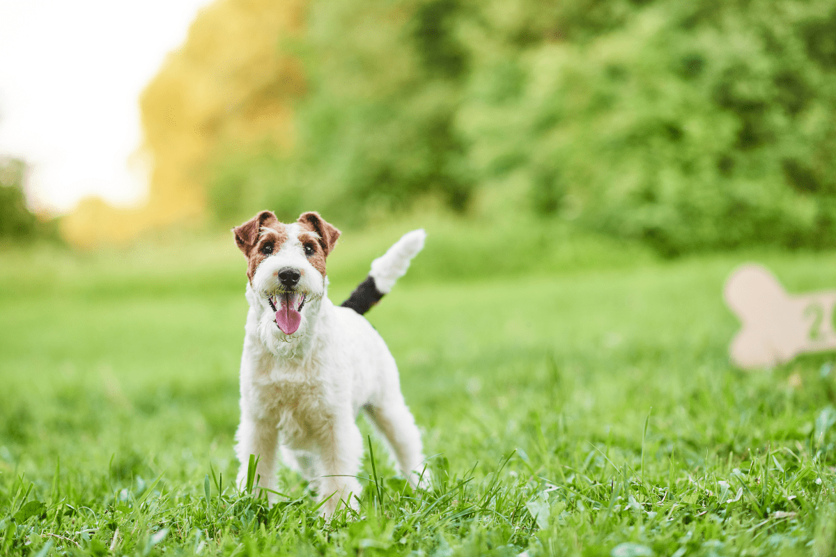 5 FAQs Best Dog Arthritis Supplements for Hip and Joint
