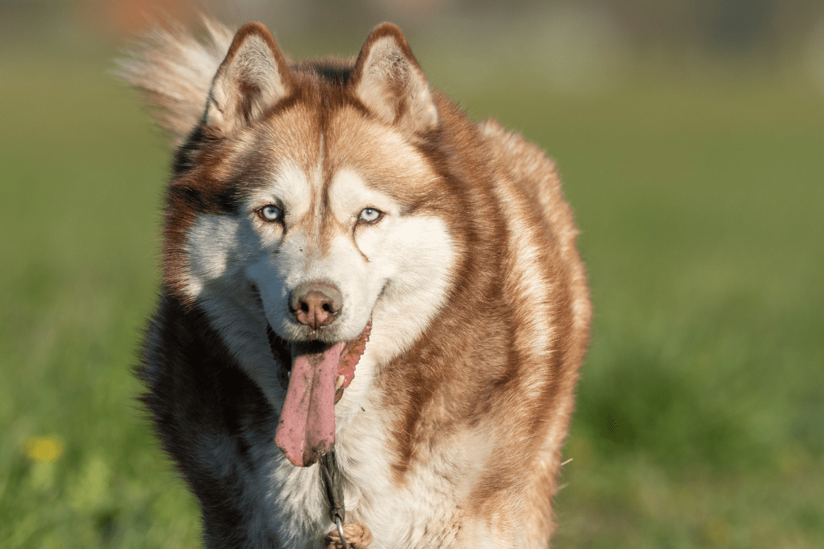 5 FAQs Dog Skin Conditions You Should Be Aware Of