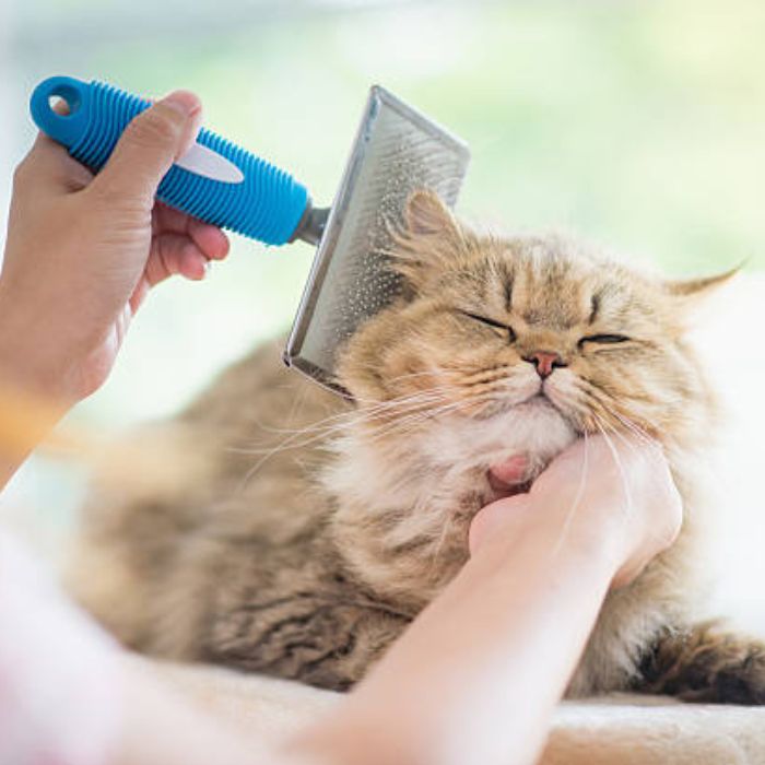 Grooming Spa Paws and Claws Pet Care, Inc.
