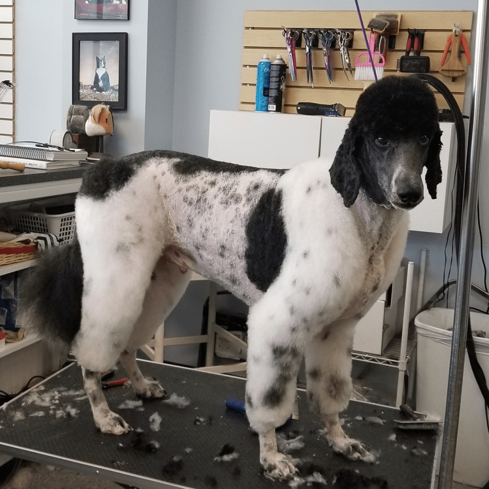 Paws & Claws Grooming Richmond, VA