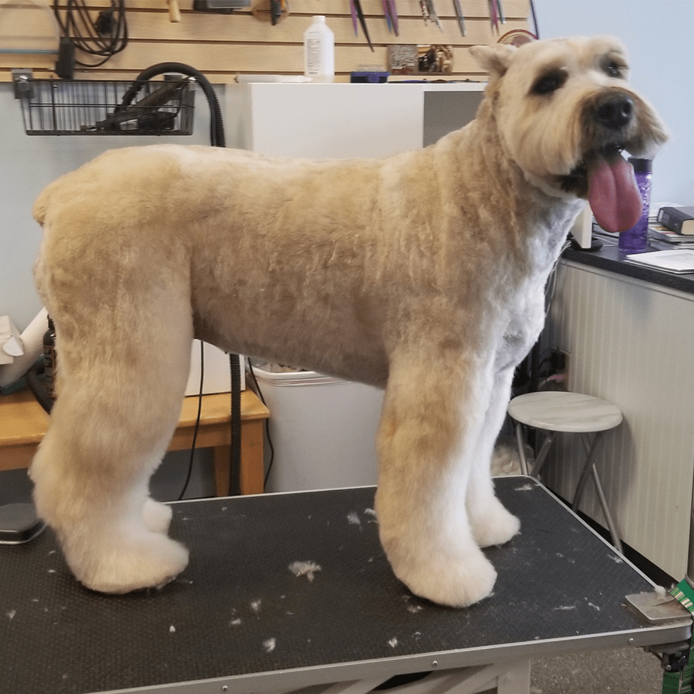 Paws & Claws Grooming Richmond, VA