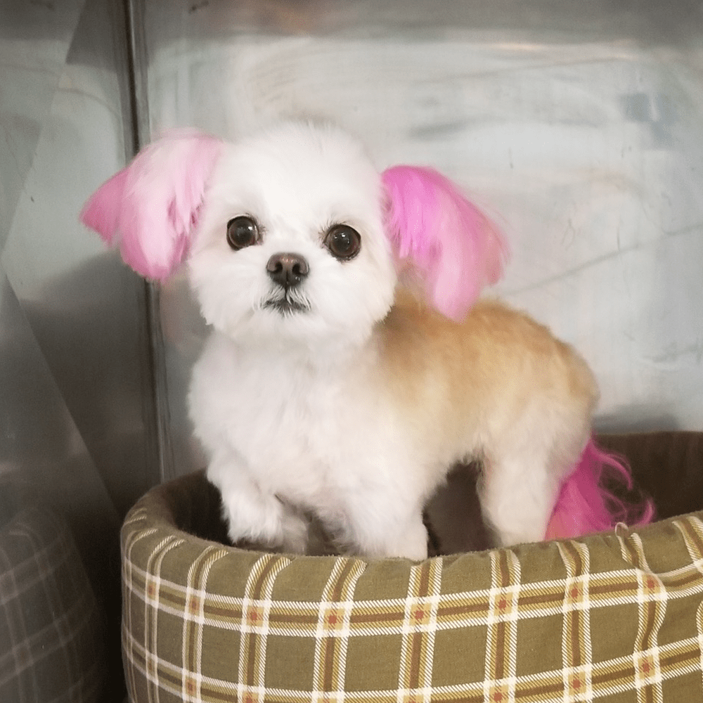 Paws & Claws Grooming Richmond, VA