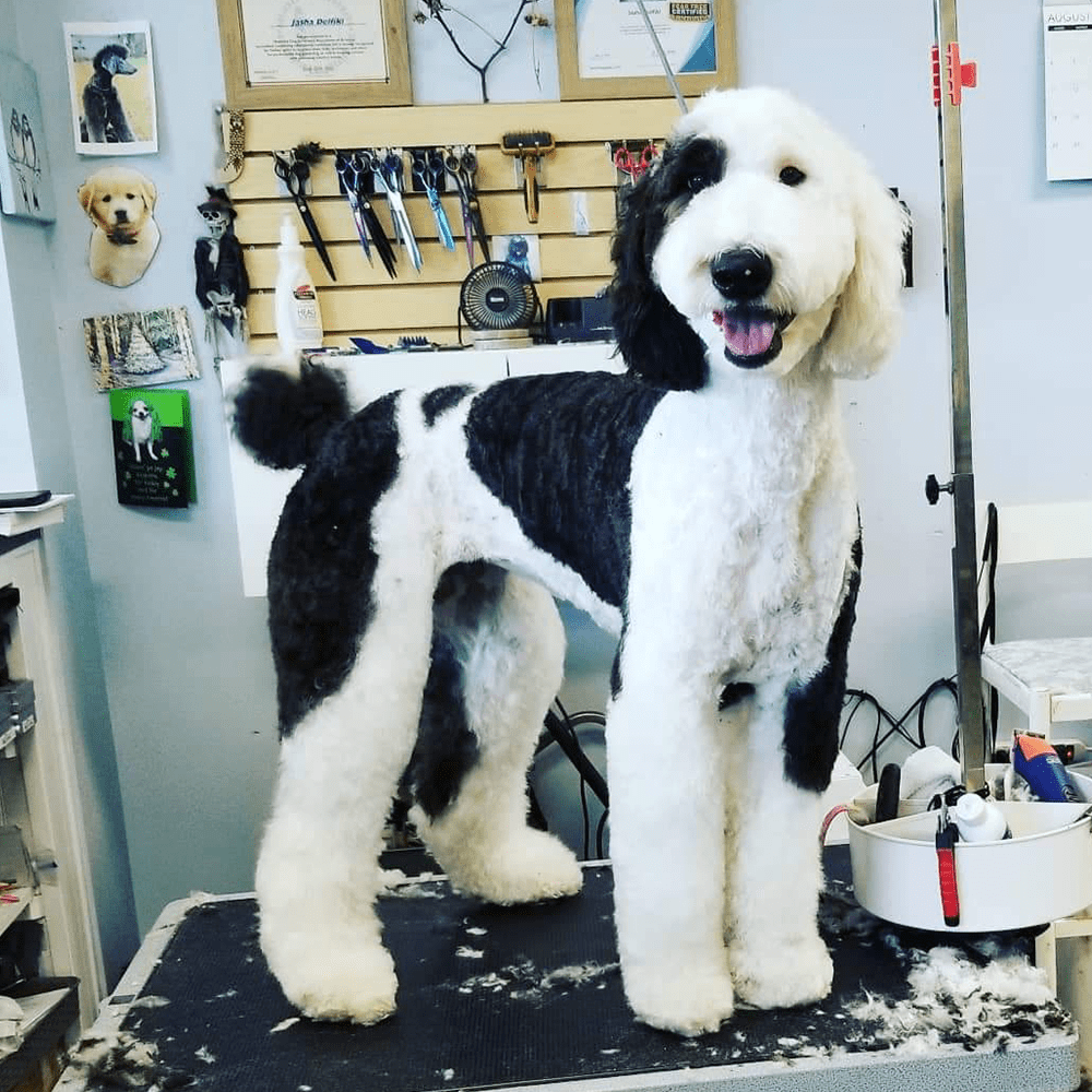 Paws & Claws Grooming Richmond, VA