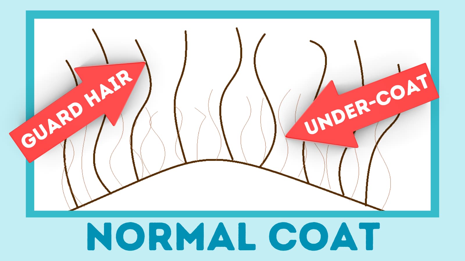 Shaving Your Samoyed? (Will Its Coat Grow Back?) Paws and Learn