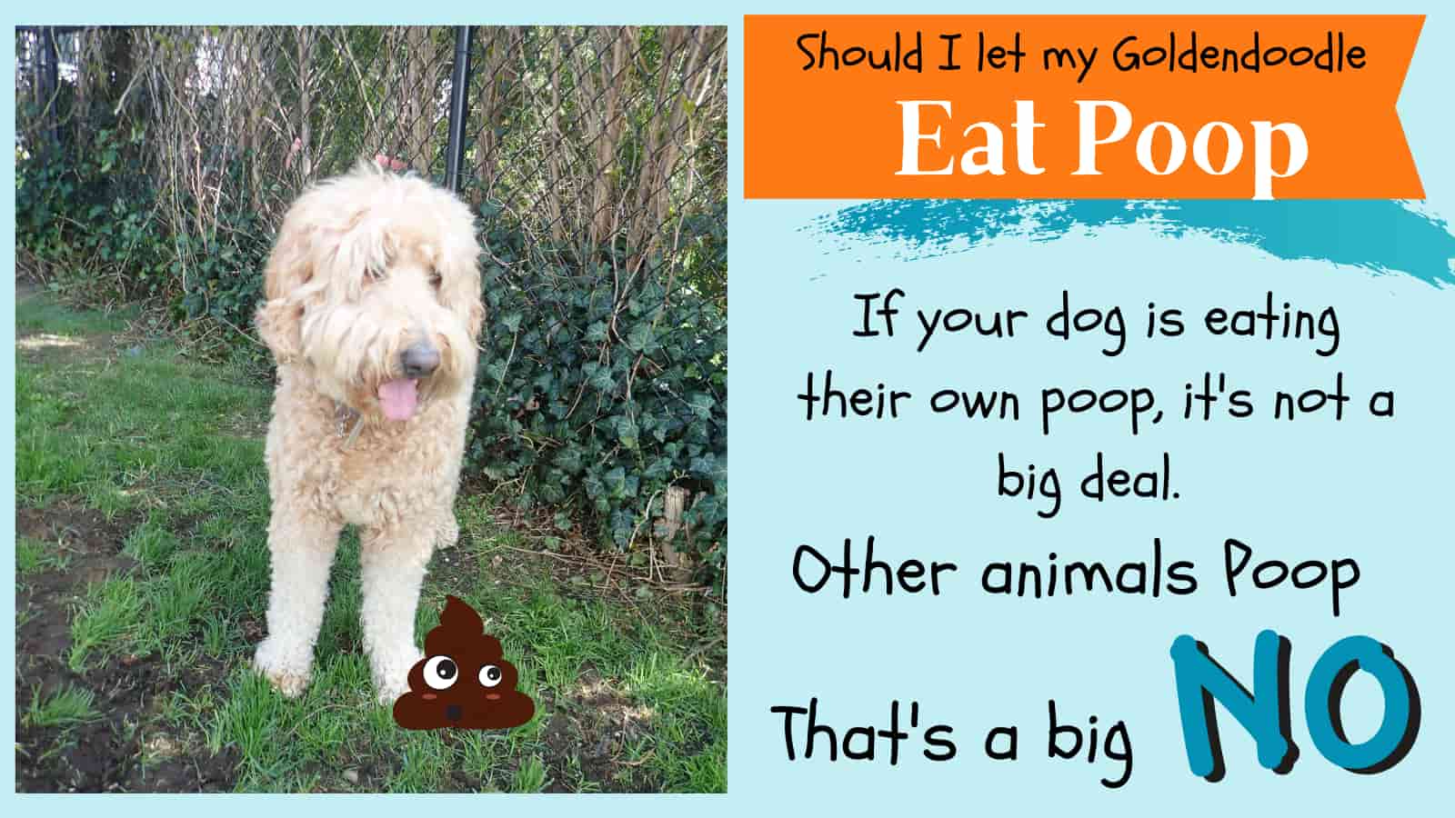 Why Your Goldendoodle Eats Weird Stuff (Grass, Poop, Rocks, Socks