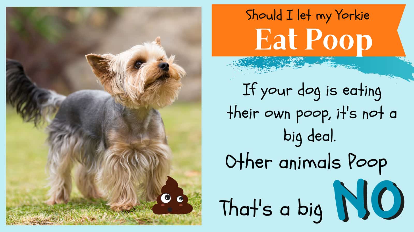 Why Your Yorkie Eats Weird Stuff (Grass, Poop, Rocks) Paws and Learn