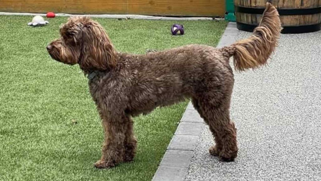 Complete Guide to a Cockapoo Tail Paws and Learn