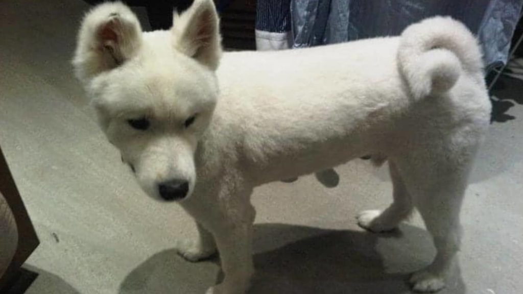 Shaving Your Samoyed? (Will Its Coat Grow Back?) Paws and Learn