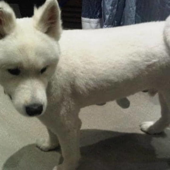 Shaving Your Samoyed? (Will Its Coat Grow Back?) Paws and Learn