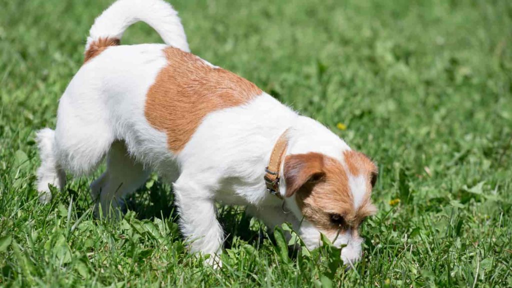 Why Does My Jack Russell Terrier Eat Poop, Grass, Sticks? Paws and Learn
