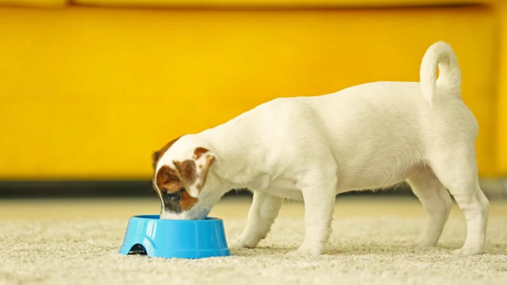 Why Does My Jack Russell Terrier Eat Poop, Grass, Sticks? Paws and Learn