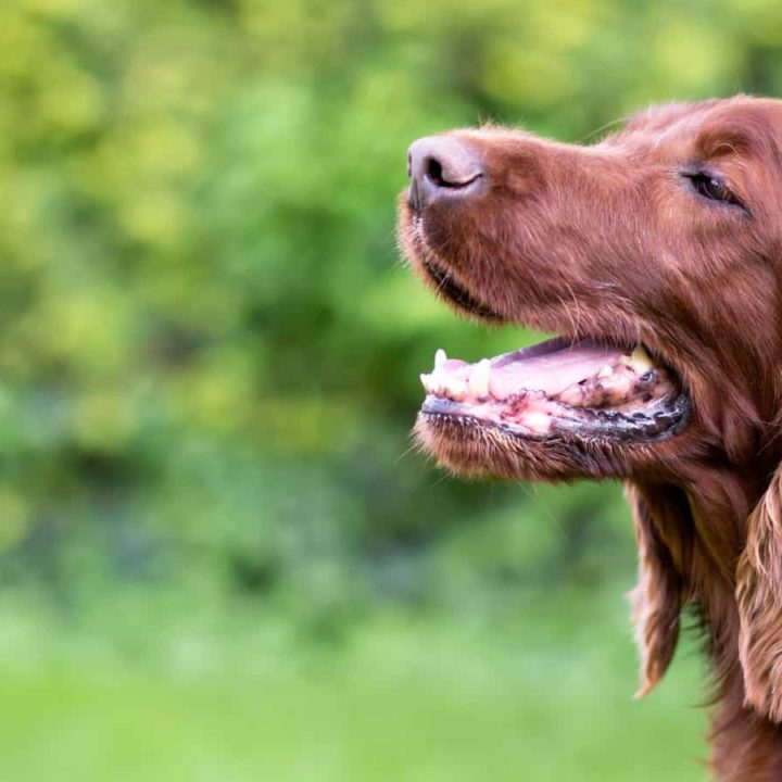 Cocker Spaniel Teething and Teeth Care Guide Paws and Learn