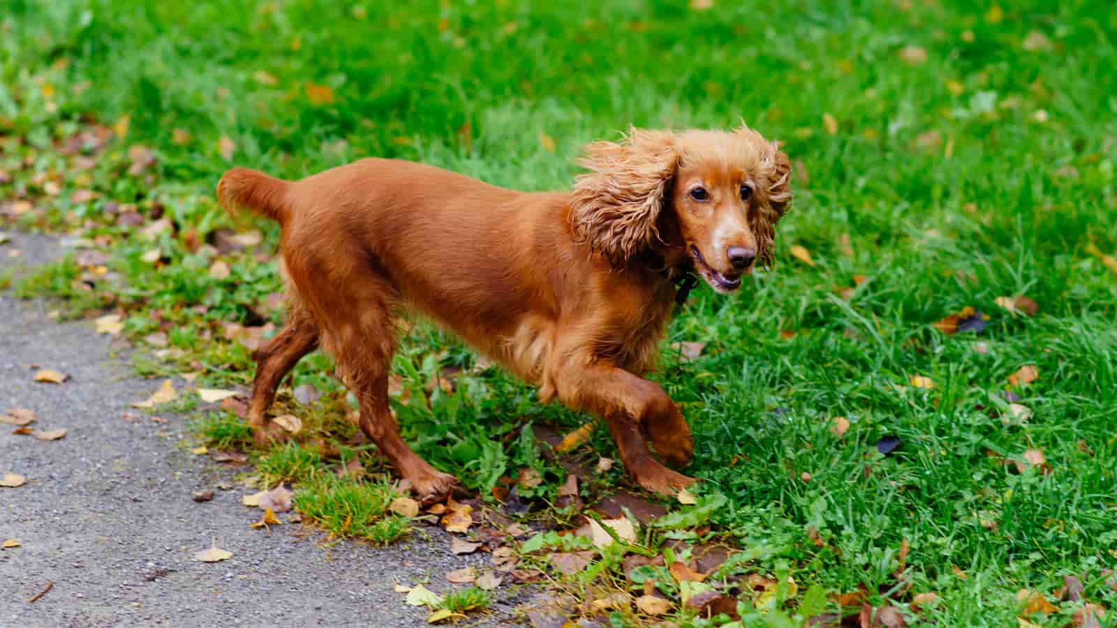 Why is My Cocker Spaniel Limping? Paws and Learn