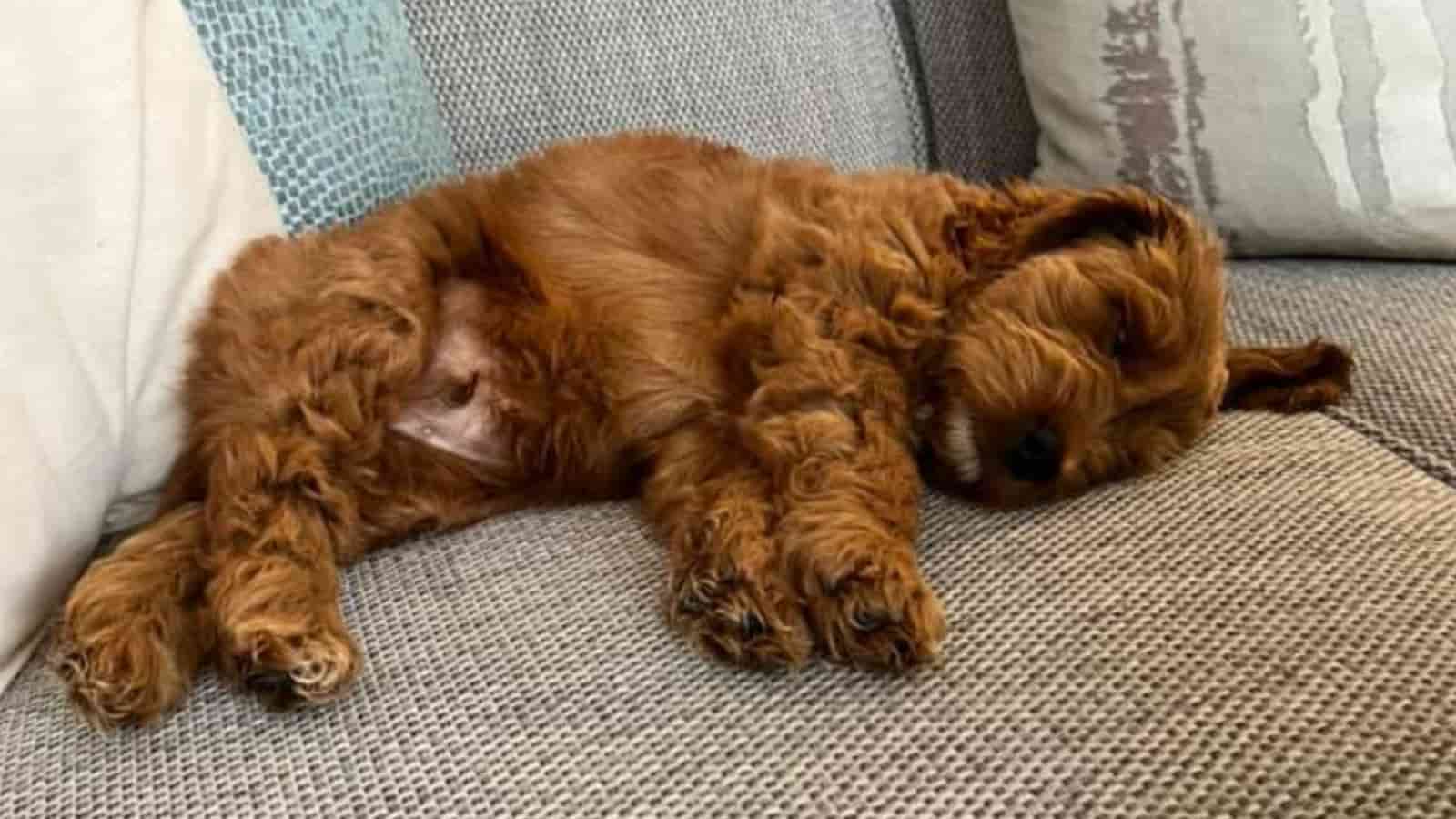 Sleeping Cockapoo Paws and Learn