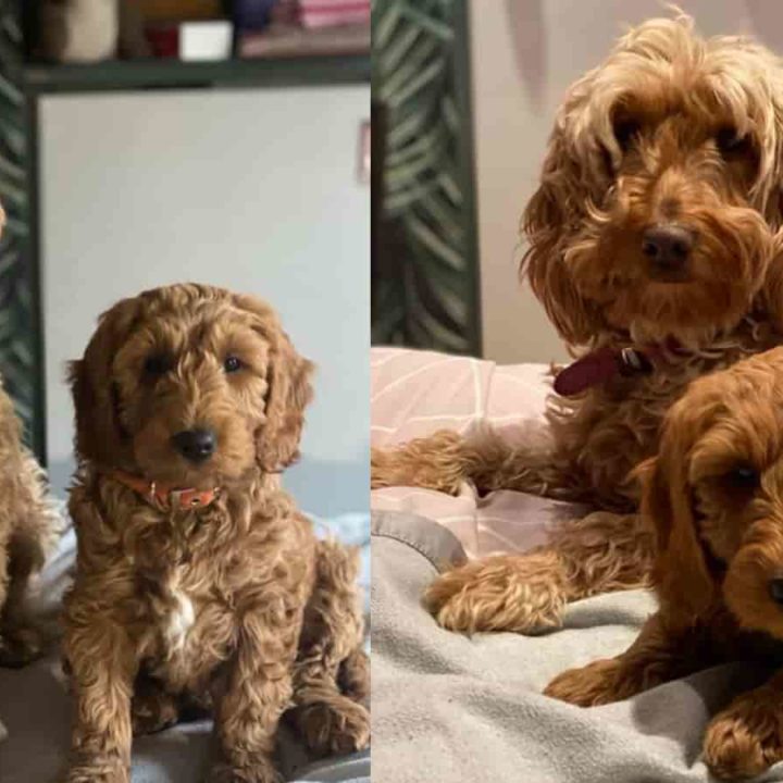 Getting A Second Cockapoo! (What About Another Dog Breed?) Paws and Learn