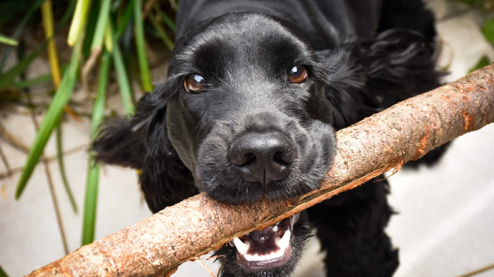 Cocker Spaniel Teething and Teeth Care Guide Paws and Learn