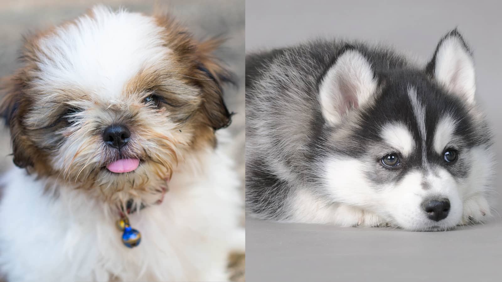 Shih Tzu Husky Mix (Breed Profile) Paws and Learn
