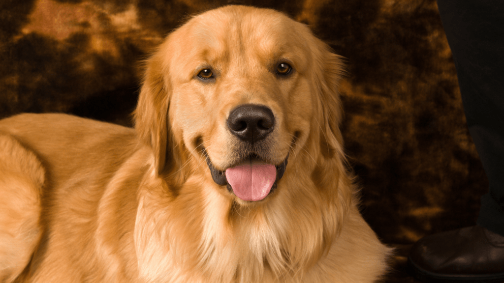 All About Golden Retriever Eyebrows and Whiskers Paws and Learn