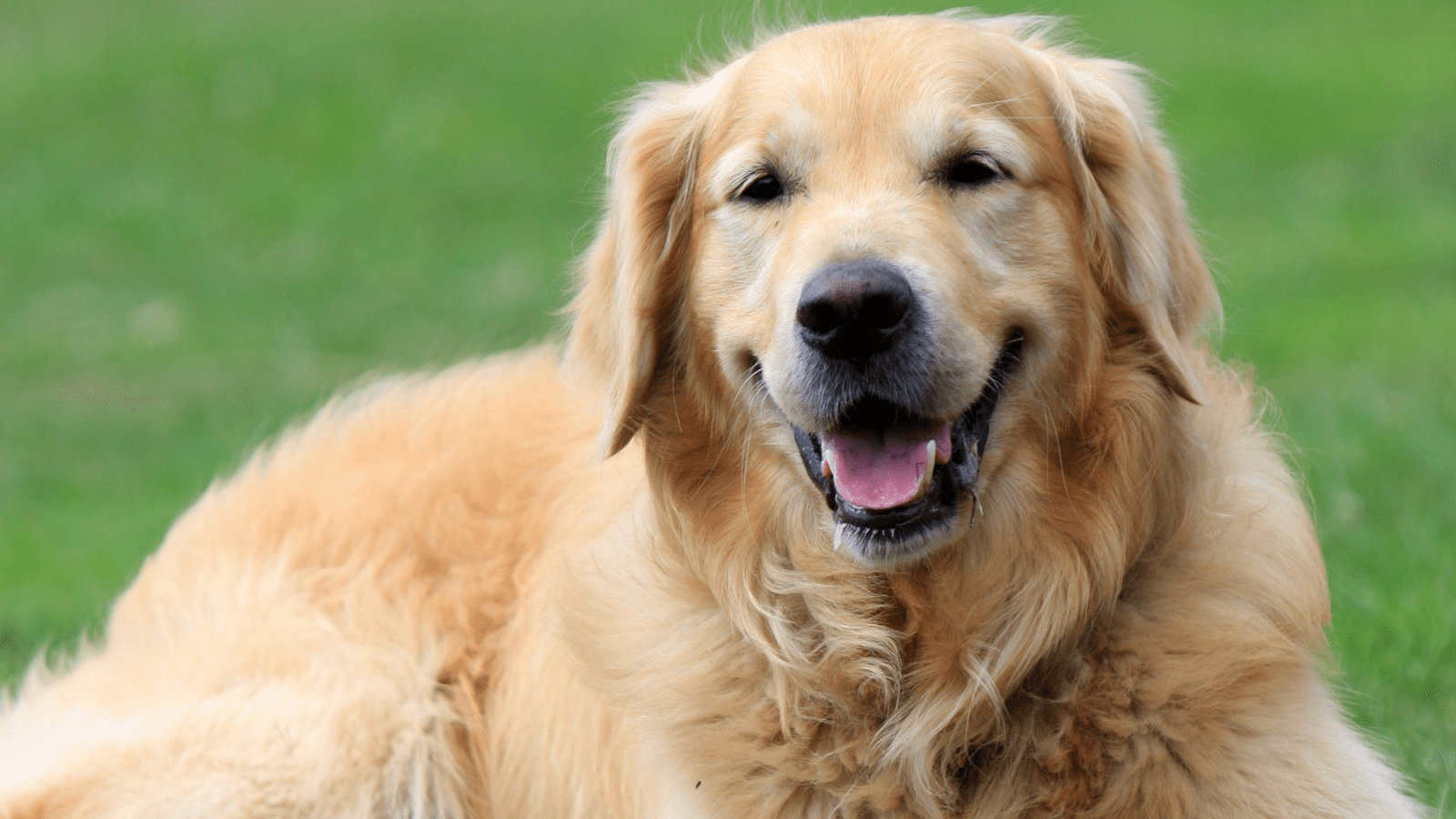 Golden Retriever Teeth Complete Guide (Cleaning, Problems, and More