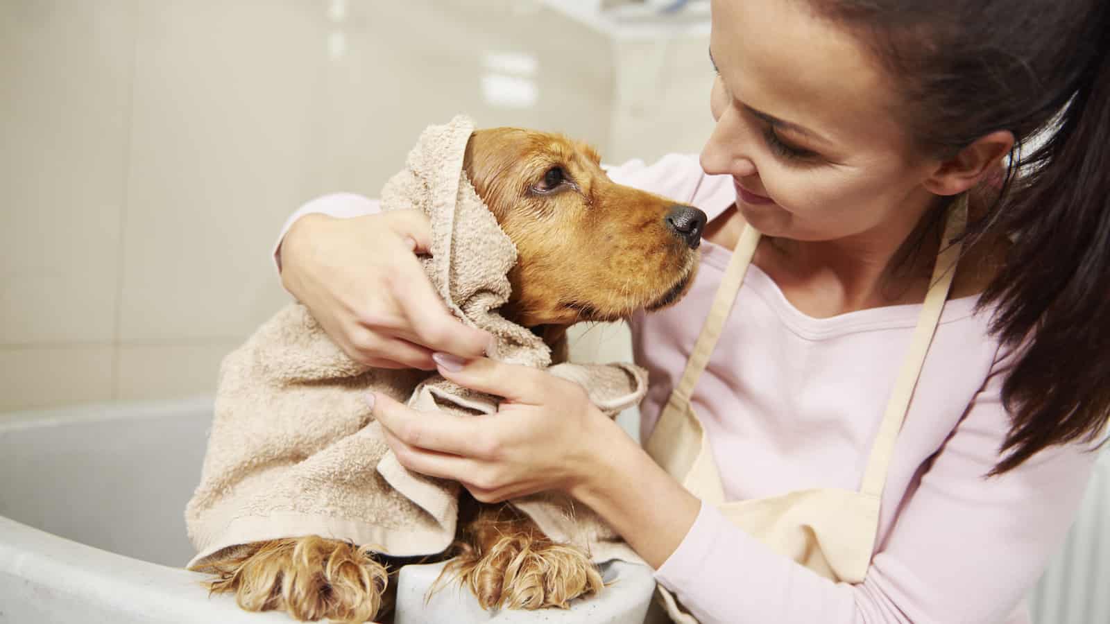 Cocker Spaniel Ear Care and Cleaning Guide Paws and Learn