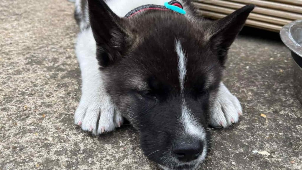 What States are Akitas Banned In (With Links to State Laws) Paws and