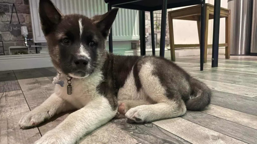 What States are Akitas Banned In (With Links to State Laws) Paws and