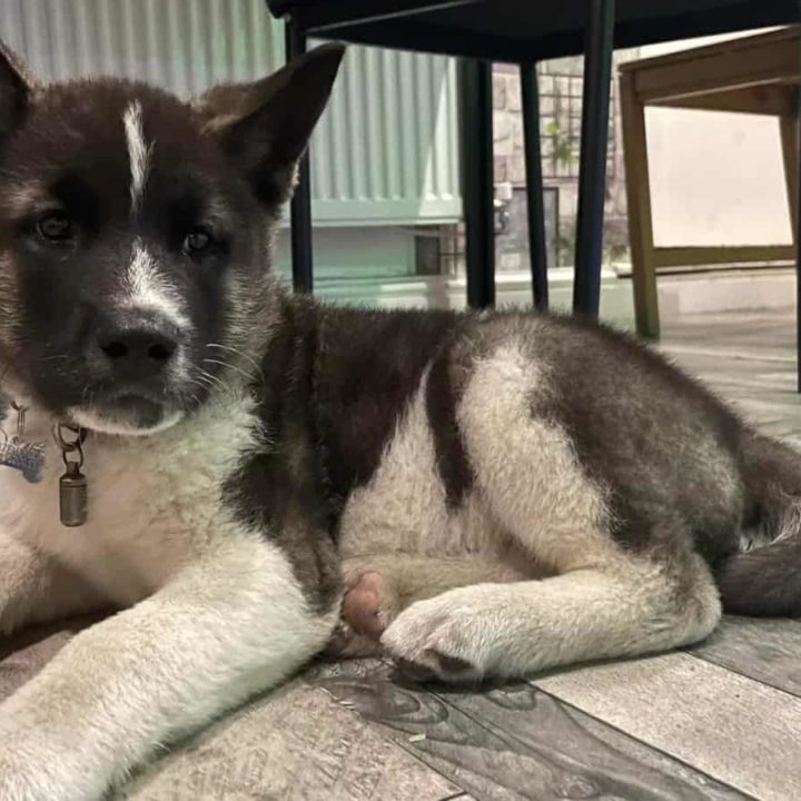 What States are Akitas Banned In (With Links to State Laws) Paws and