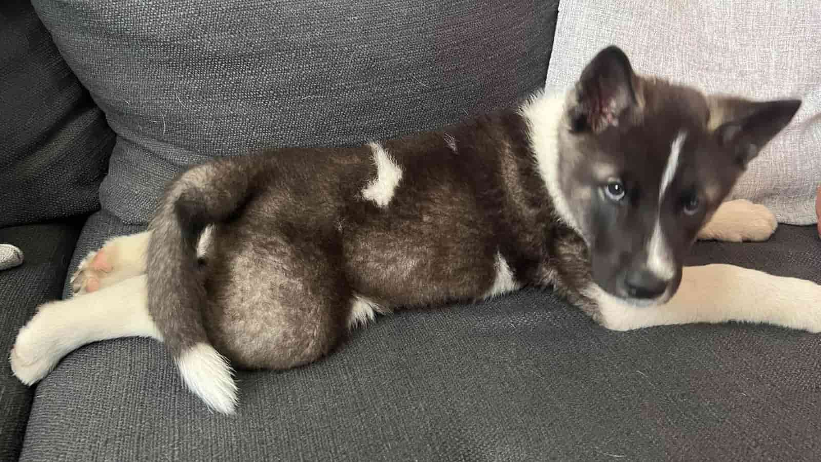 What States are Akitas Banned In (With Links to State Laws) Paws and