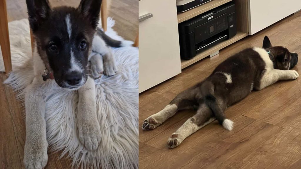 What States are Akitas Banned In (With Links to State Laws) Paws and