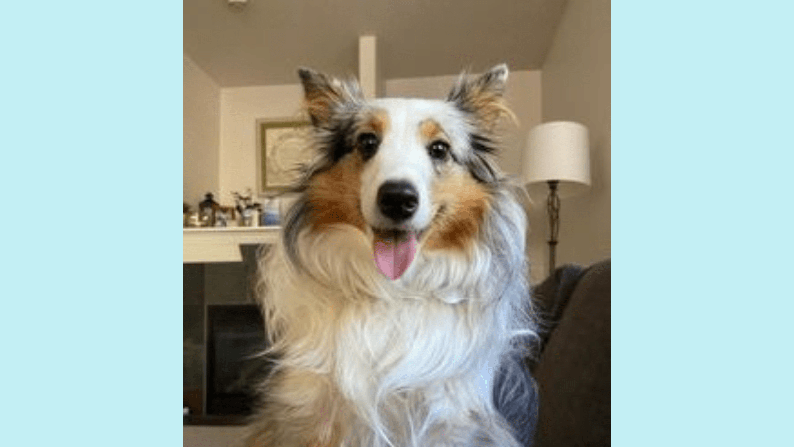 Short Haired Shelties (Do They Exist?) Paws and Learn