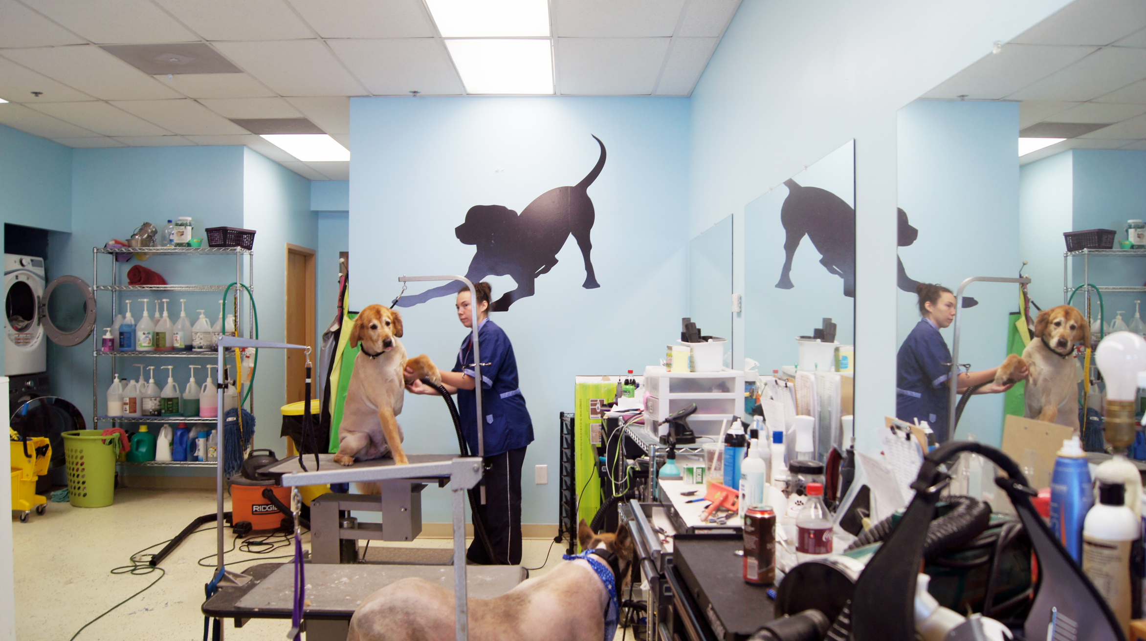 Grooming Pets Grooming