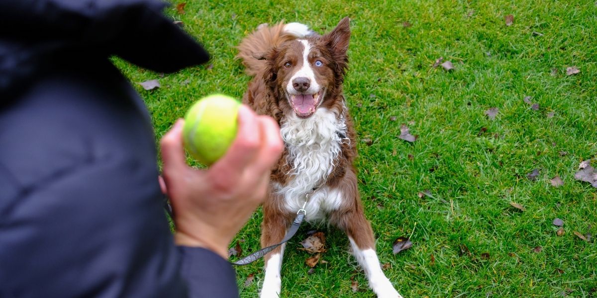 Dog Training Rewards A Guide Beyond Treats Paws & Reward