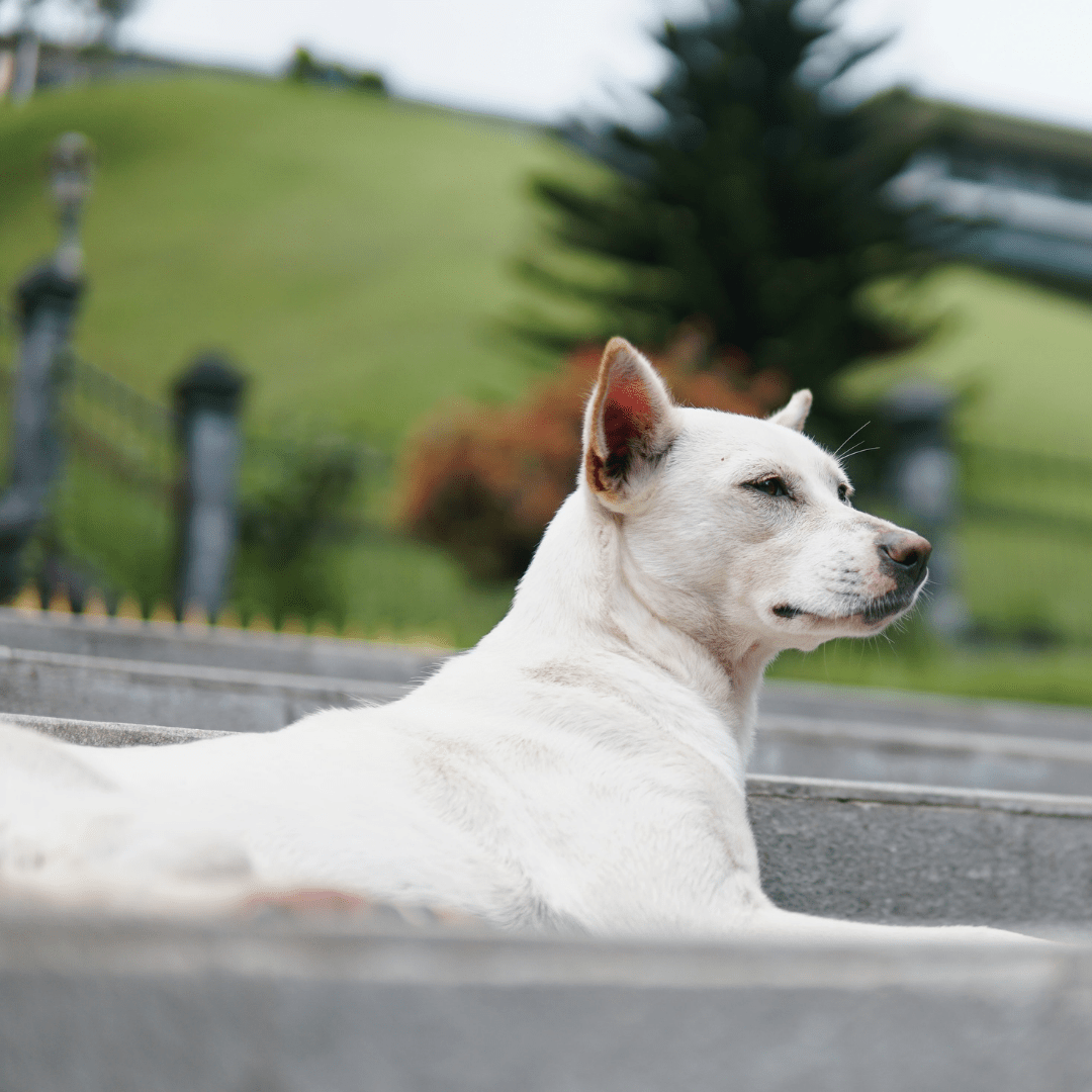 Calm Your Dog With A Dog Relaxation Protocol Paws & Reward