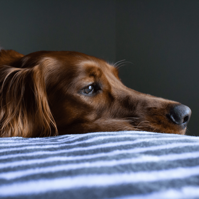 Dog In Pain And How It Impacts Behavior