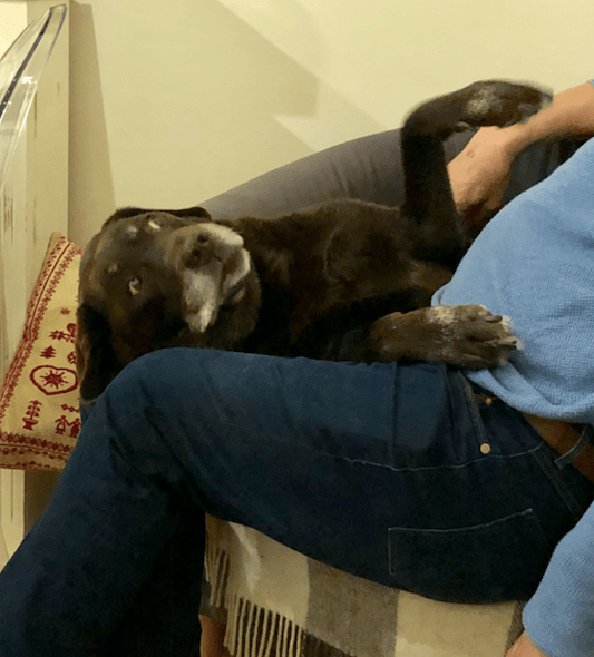 Why Do Dogs Lick Puppies Bums