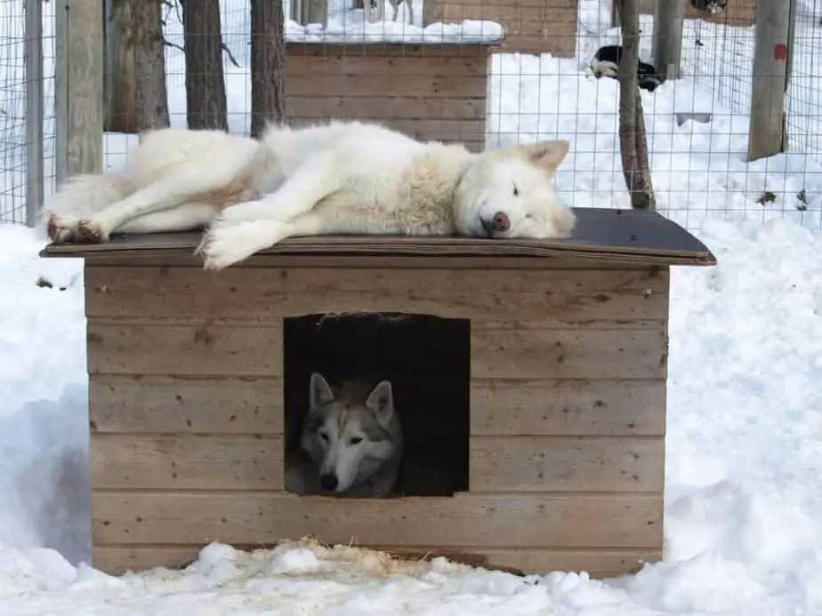 How to Keep a Dog House Warm in the Winter Pawscessories