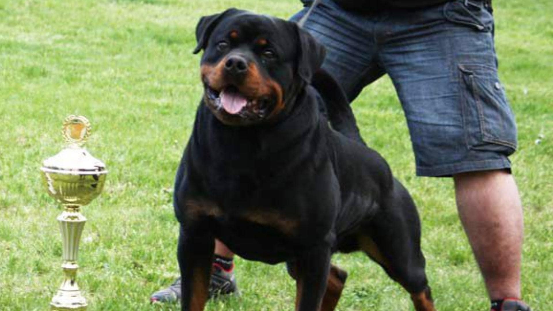 Siberian Rottweiler Complete Breed Guide With Comparisons