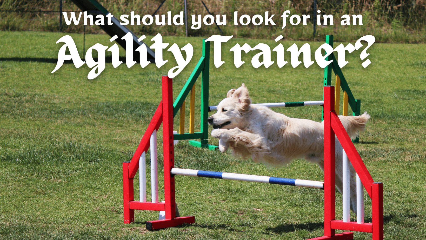 Discover the Exciting World of Dog Agility A Complete Guide Paws