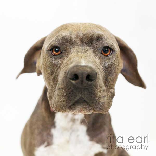 Paws For Life K9 Rescue Paws For Life Prison Program