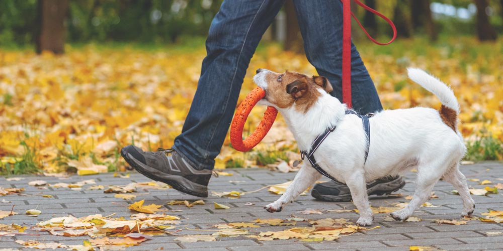 Training Your Dog The Importance of Grand Rapids Pet Resort