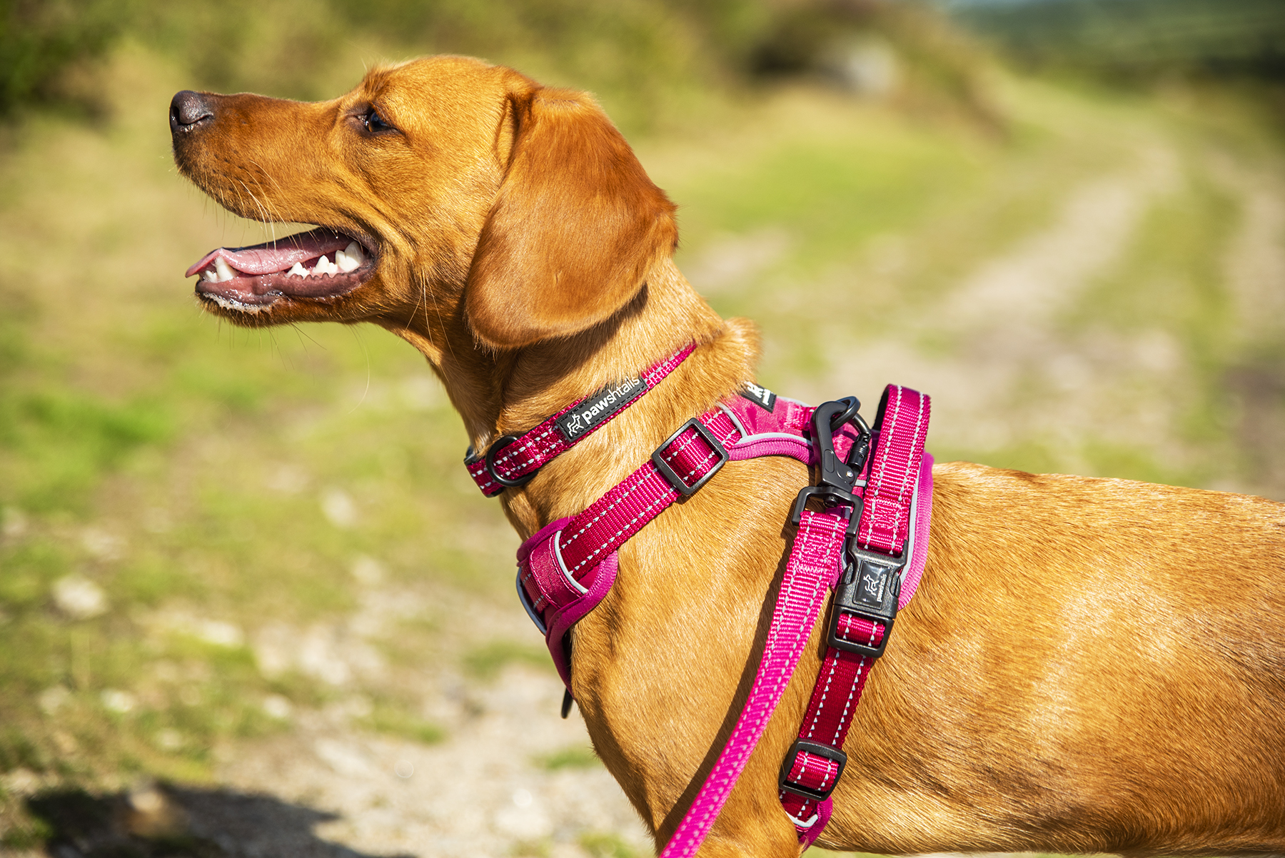 Pink Dog Collar All Day Use, Reflective Stitching High Quality Dog Gear