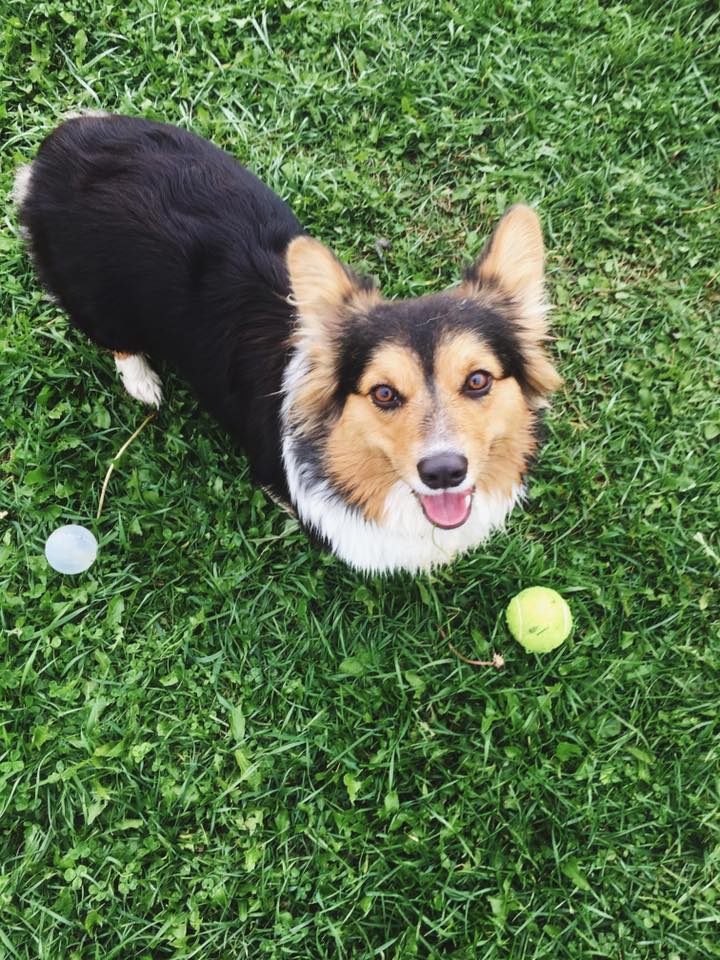 Paws Inn Dog Kennel Rates