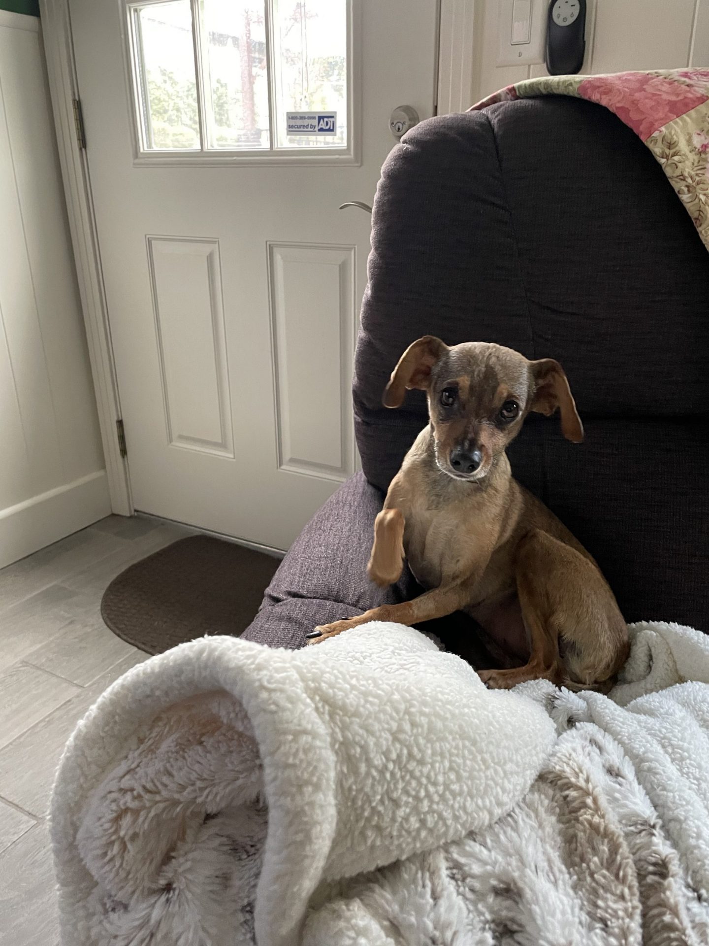 In Loving Memory of Poppy GilbertLatter Paws Into Grace