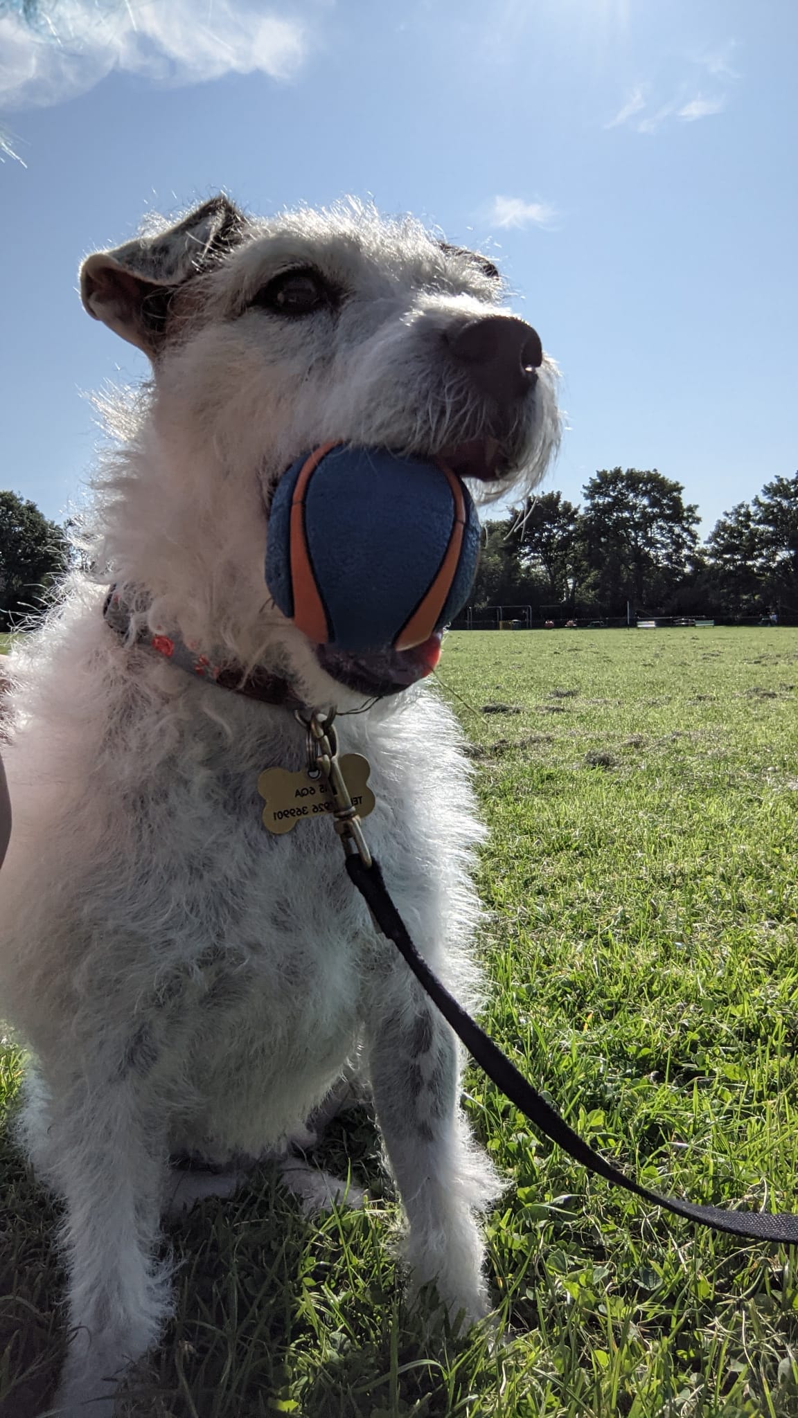 Dog Training Northampton Pawsitive Pals