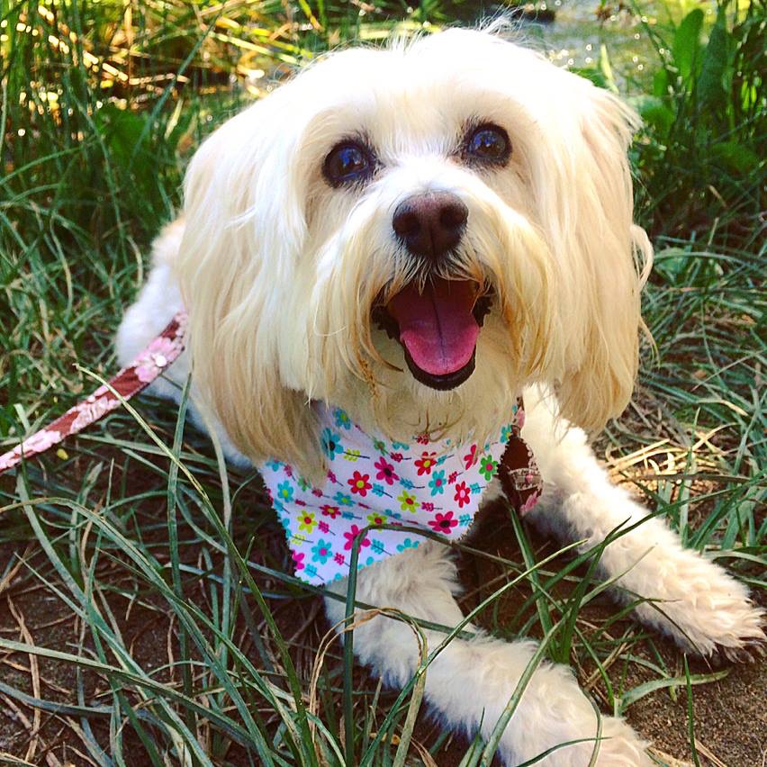 Pawsitive Pet Sitting