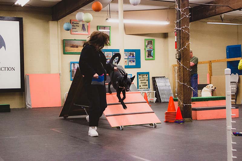 Group Obedience Classes Puppy Pawsitive Connection Dog Training