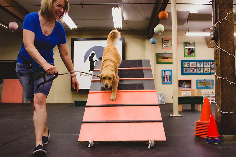 Group Obedience Classes Puppy Pawsitive Connection Dog Training