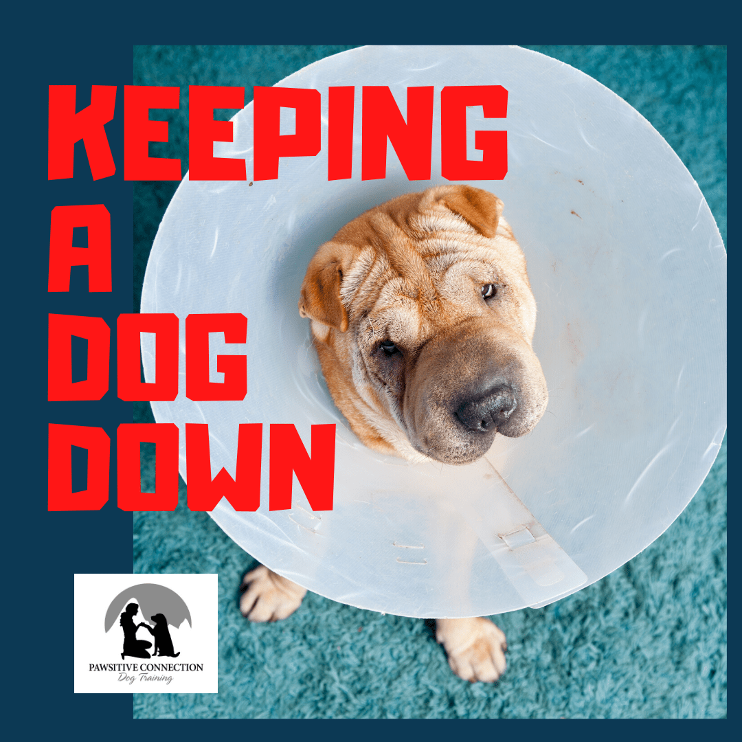 Keeping a Dog Down Pawsitive Connection Dog Training