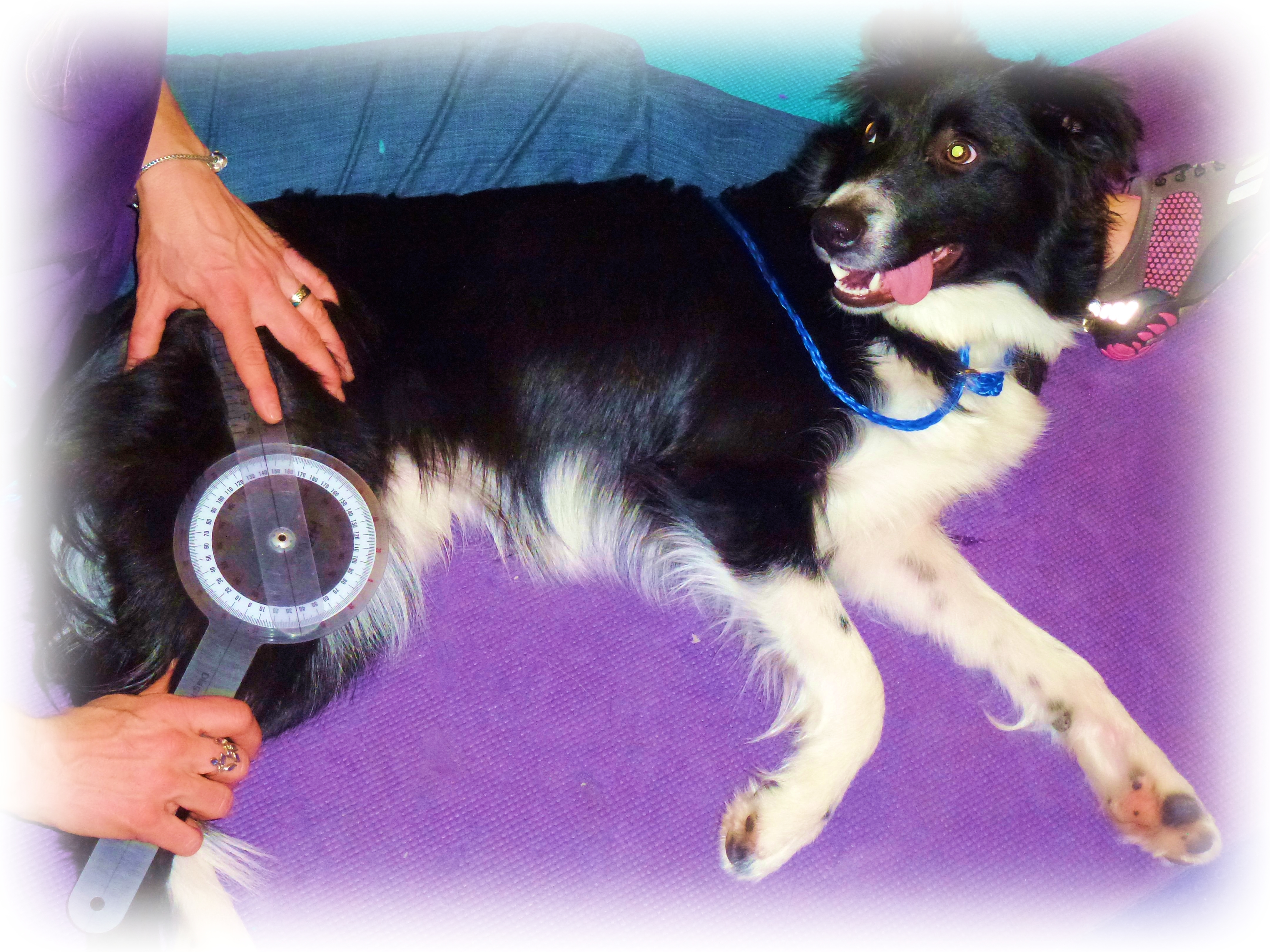 Pawsitive Performance Canine Physical Rehabilitation